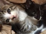2-kittens-1